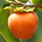 Cachi, il frutto d’autunno che tanti scelgono ogni settimana: 6 effetti positivi sul benessere