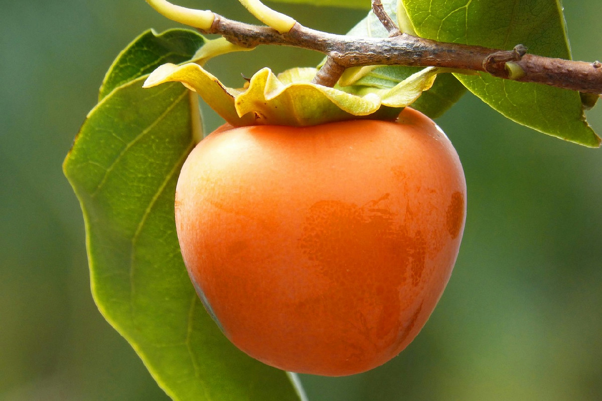 Cachi, il frutto d’autunno che tanti scelgono ogni settimana: 6 effetti positivi sul benessere